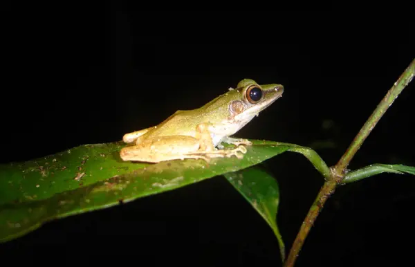 Auf Nachtwanderung in der gewaltigen Geräuschkulisse des Dschungels